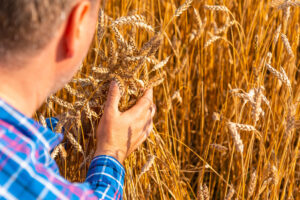skuteczna ochrona zbóż