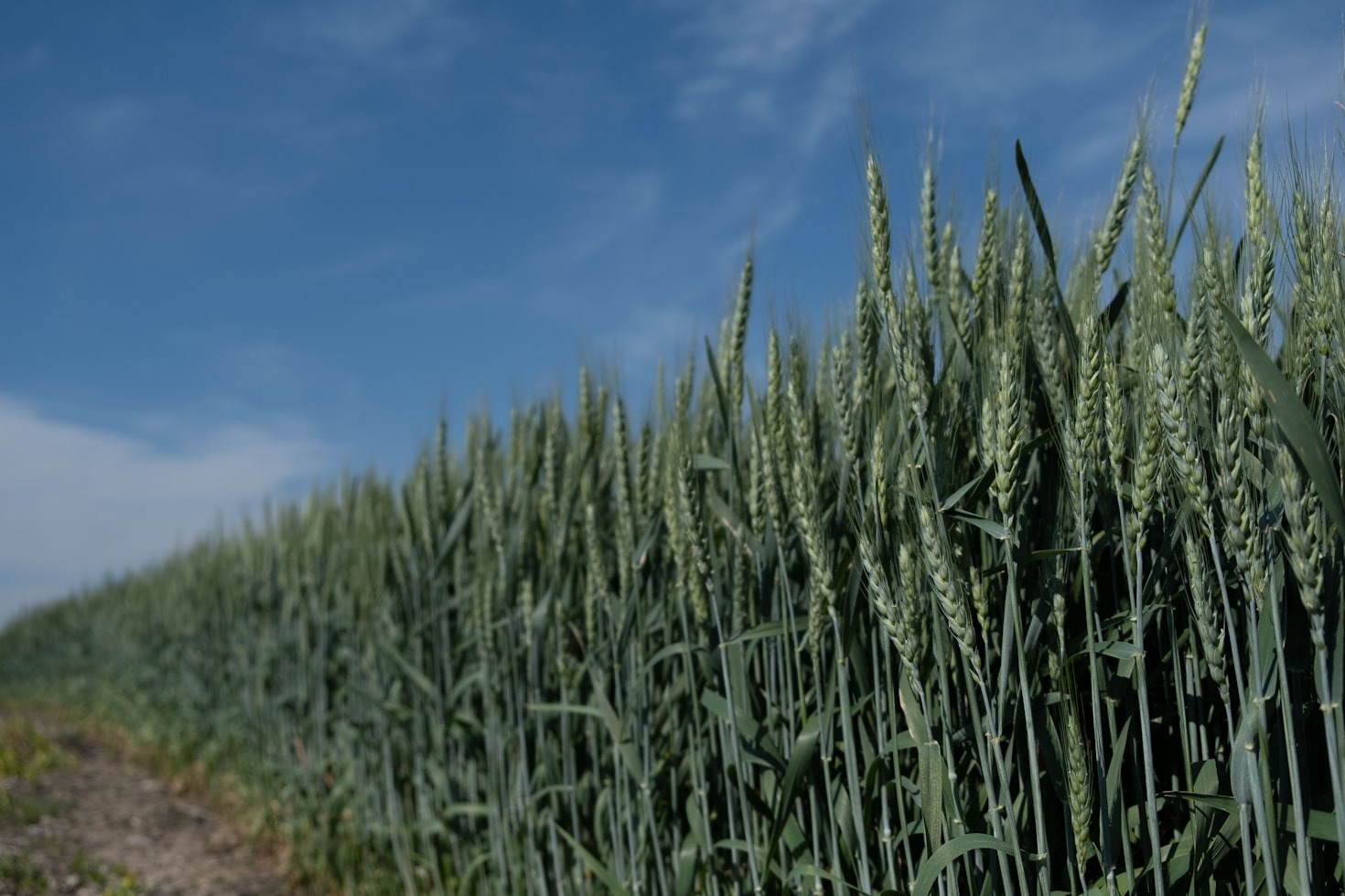 Poradnik planowania zabiegów ochronnych na cały sezon